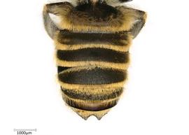   Megachile candidanbsp; male abdomen, photo: Colleen Meidt 
